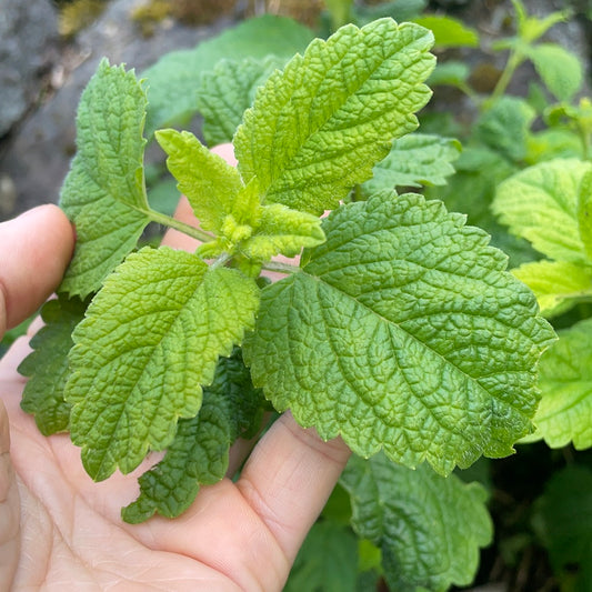 Lemon balm